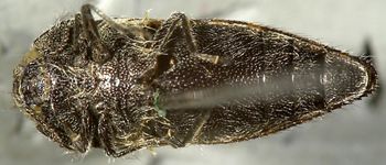 Media type: image;   Entomology 24408 Aspect: habitus ventral view